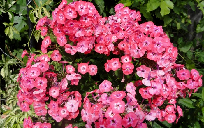 Pink Phlox flowers in bloom