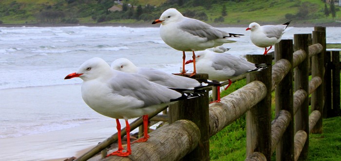 Seagulls on a wooden fence by the ocean