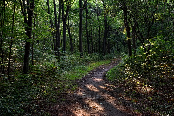 Forest trail with sunlight filtering through trees