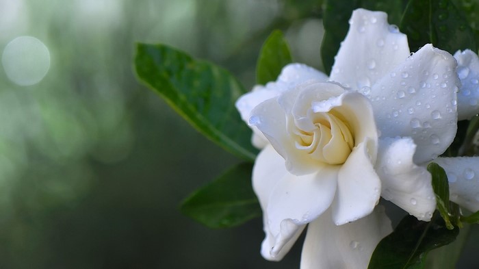 White Gardenia flower with water drops