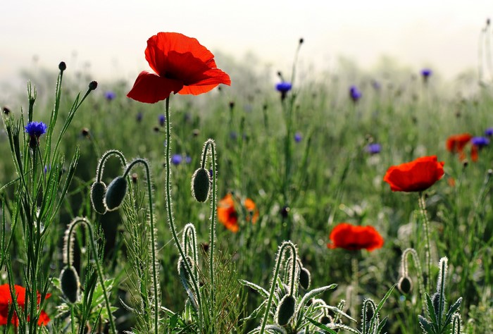 Field of poppies and cornflowers in the morning mist