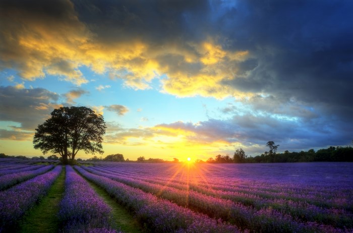 Lavender field at sunset with tree and clouds
