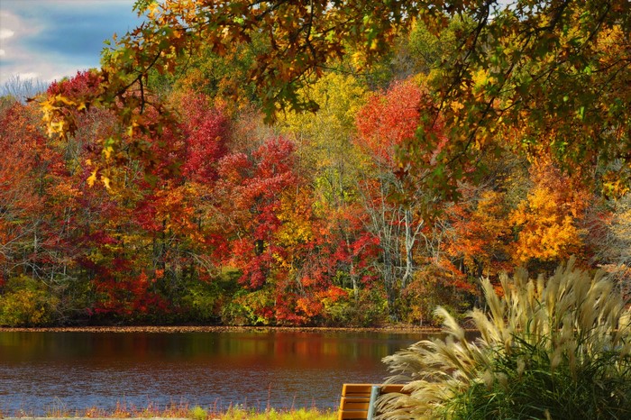 Autumn pond with colorful trees and reeds