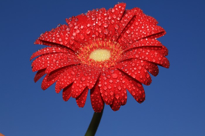 Red Gerbera flower with water drops against blue sky