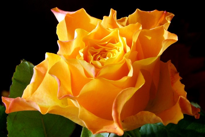 Close-up of a vibrant yellow rose with ruffled petals