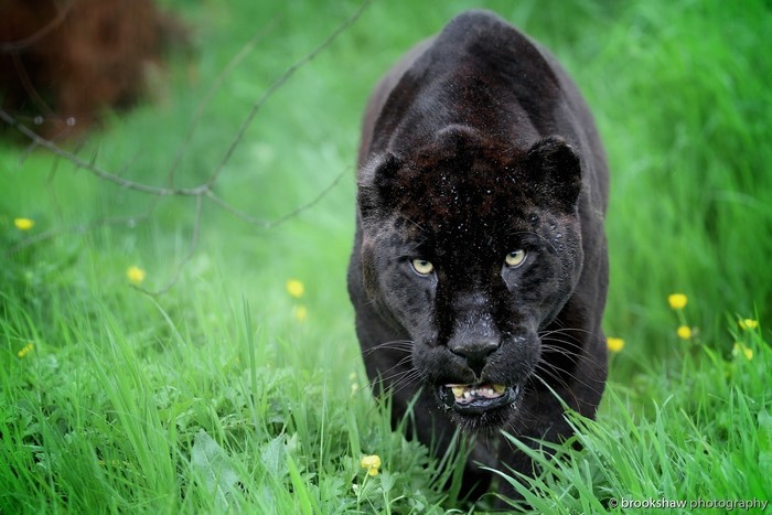 Black Panther walking through green grass