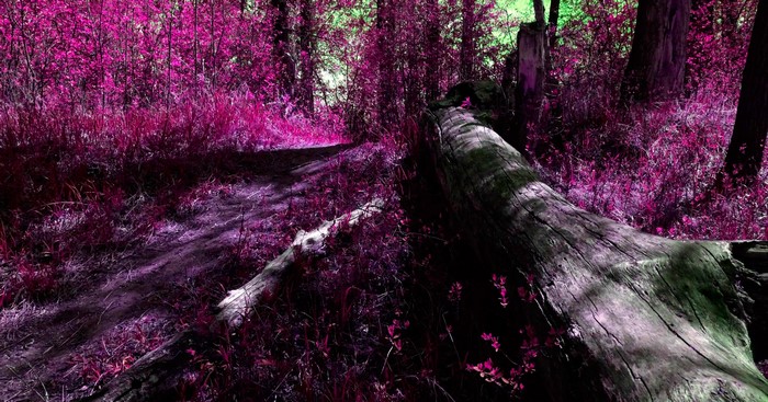 Fallen tree on a path in a vibrant forest