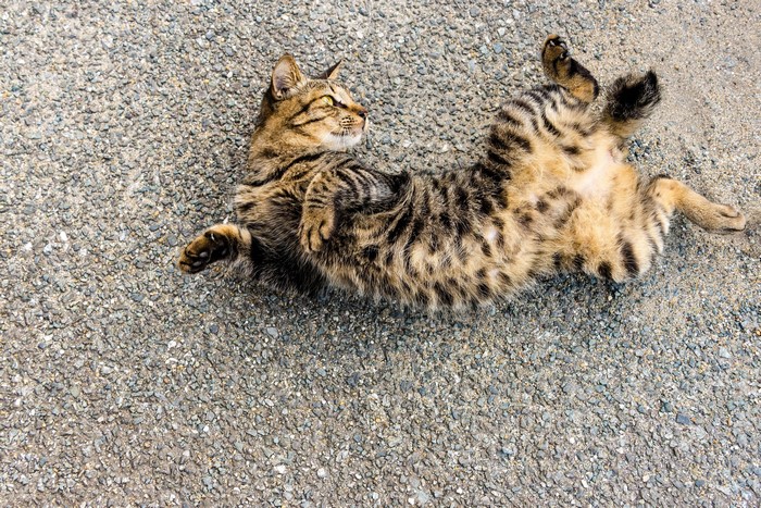 Tabby cat lying on its back on gravel