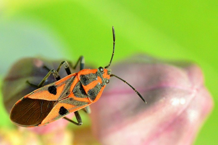 Close-up of a colorful insect on a plant