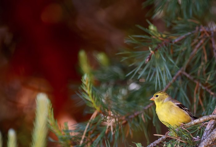 American Goldfinch perched on a pine branch