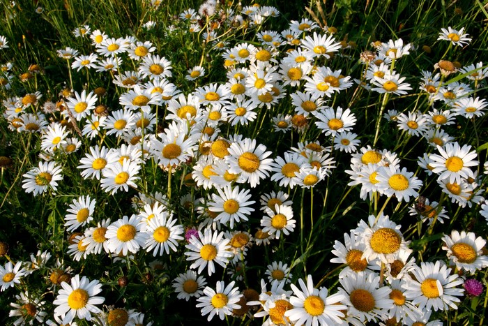 Field of white daisies with yellow centers