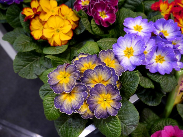 Close-up of colorful Primula flowers