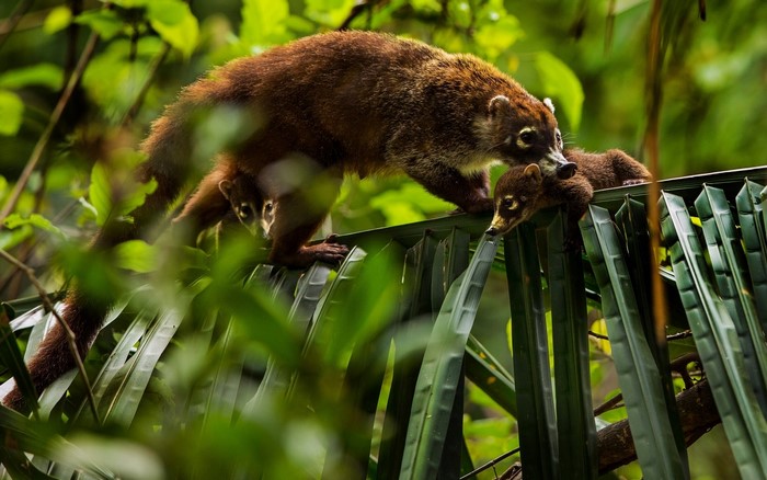 White-nosed coati with young on palm fronds