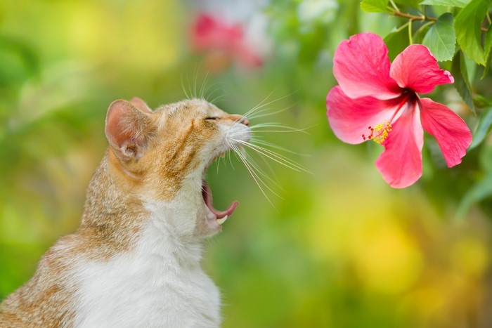 Cat yawning next to a pink hibiscus flower