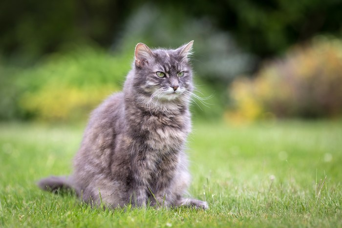 A fluffy gray cat sits on green grass