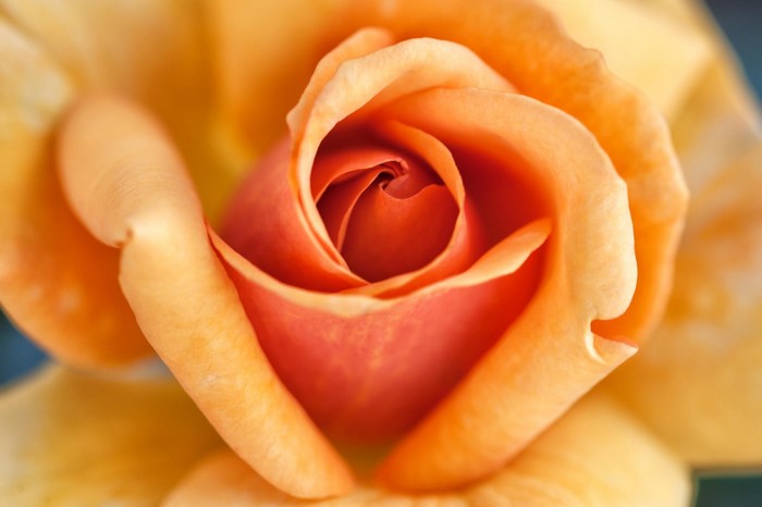 Close-up of an orange and yellow rose