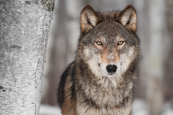 Wolf looking to the side in a snowy forest