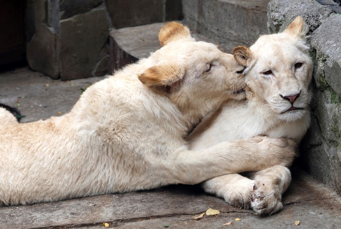 Two white lions cuddling