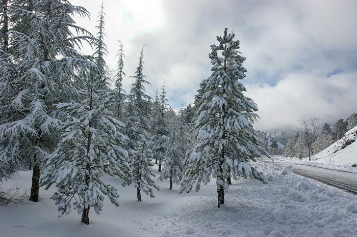 Snow-covered spruce trees line a winter road