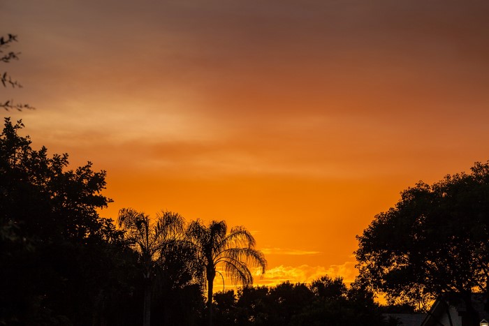 Sunset with palm trees and trees