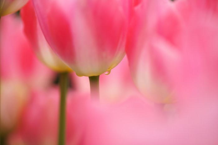 Close-up of pink tulips with a water droplet