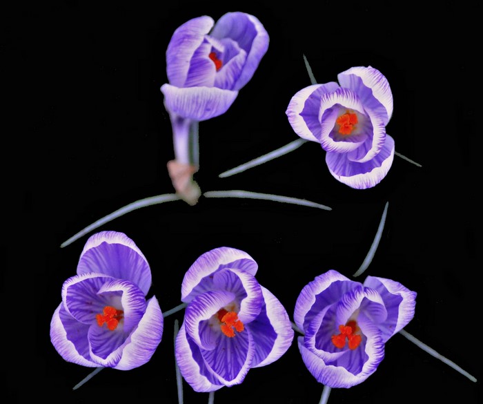 Purple and white crocuses with orange centers on black background