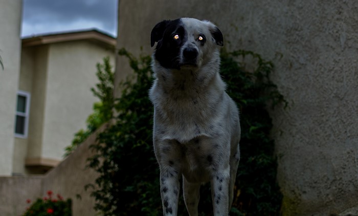 A dog with glowing eyes stands outside