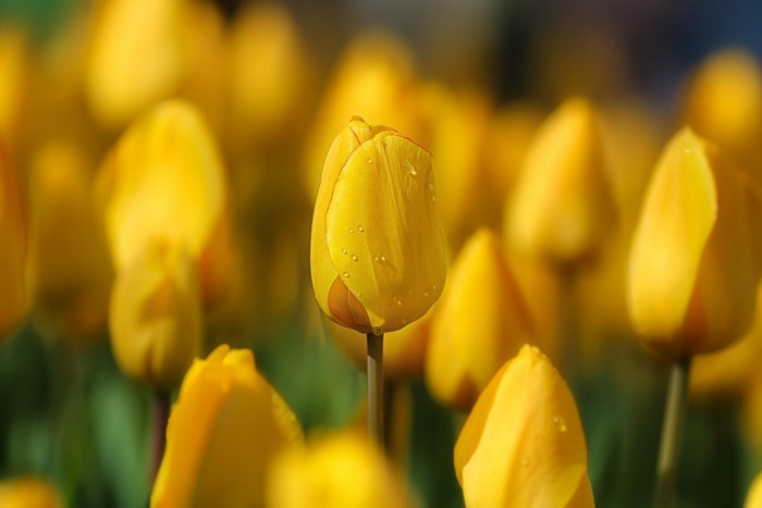 Yellow tulips with water drops