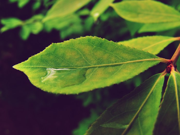 Green leaf with water droplet