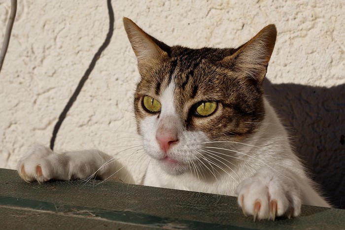 Tabby cat with green eyes peeking over a ledge
