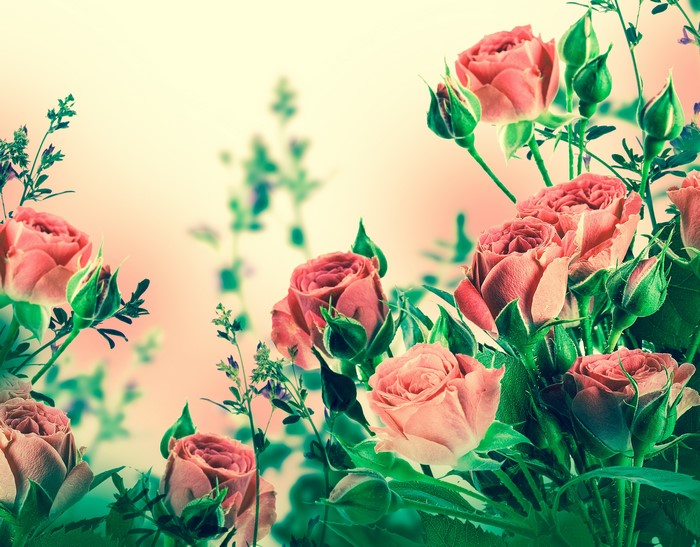 Pink Roses and Greenery