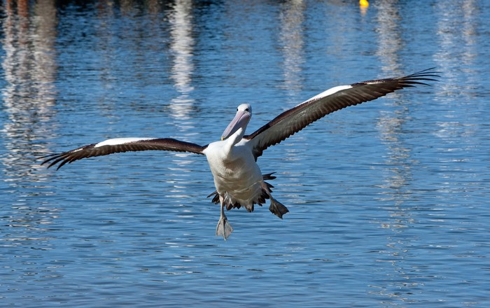 Pelican in flight over water