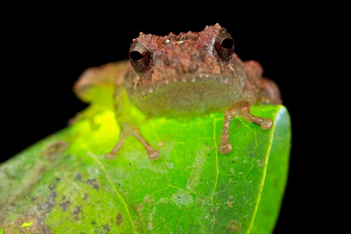 Brown frog on a green leaf