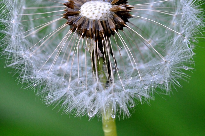 Close-up of a dandelion with water droplets