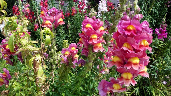 Pink and yellow snapdragons in a garden