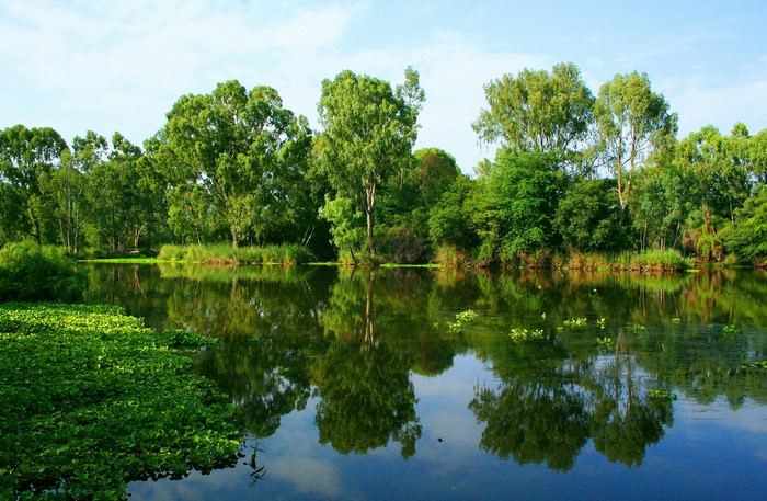 Trees reflected in a calm river on a summer day