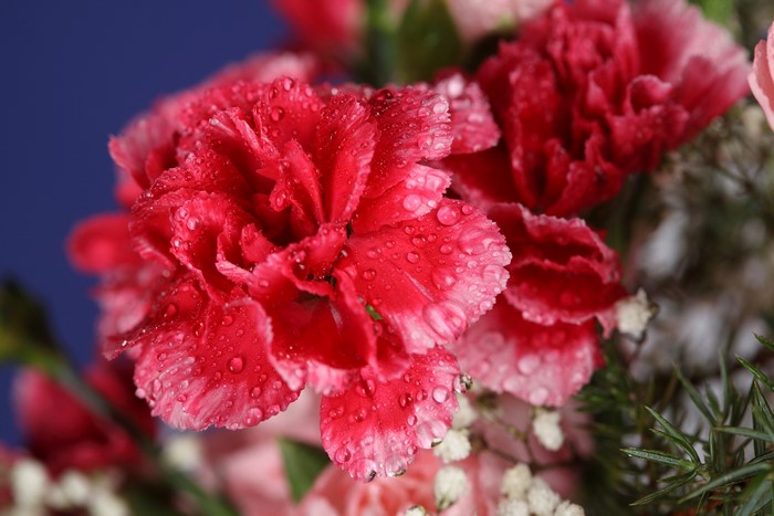 4K Carnations with Water Drops