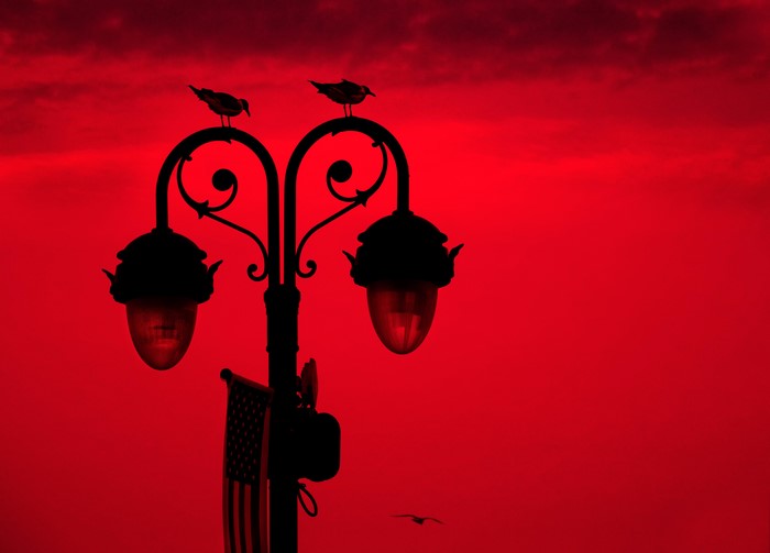 Birds on a street light with American flag
