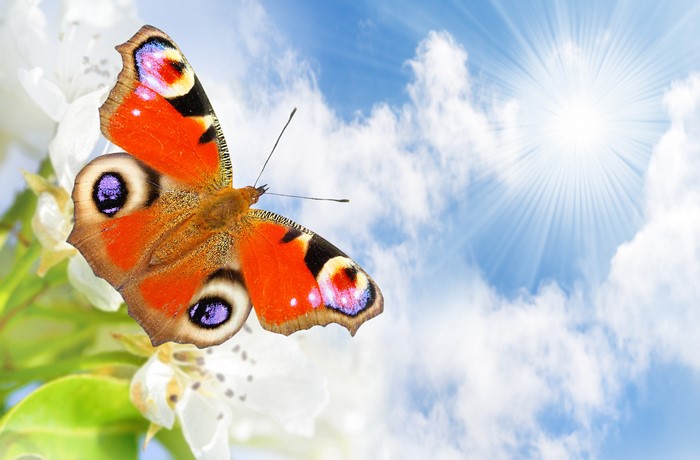 Peacock Butterfly on White Flowers with Sunlit Sky