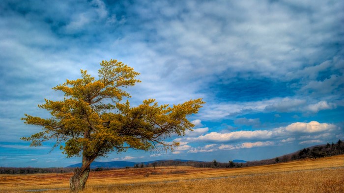 A lone tree in a field under a cloudy sky
