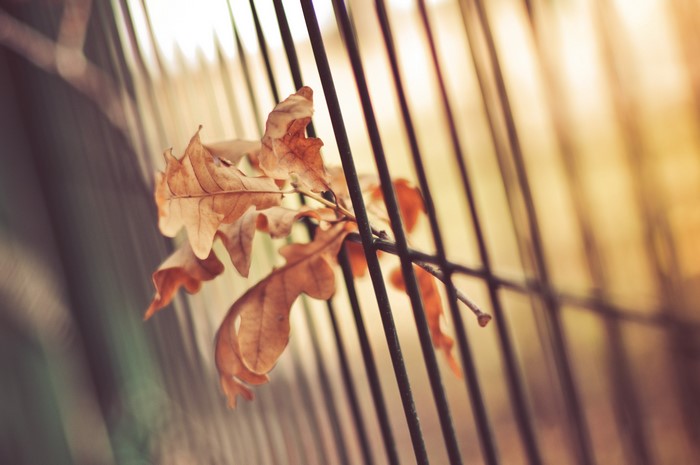 Dry Oak Leaves on a Fence
