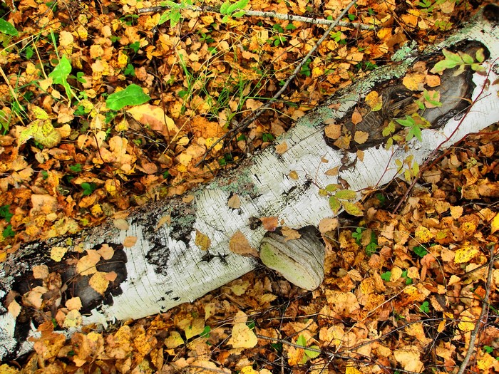 Fallen Birch Trunk on Autumn Leaves