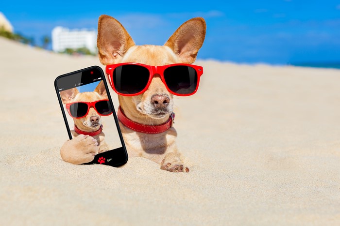 Chihuahua dog wearing sunglasses takes a selfie on the beach