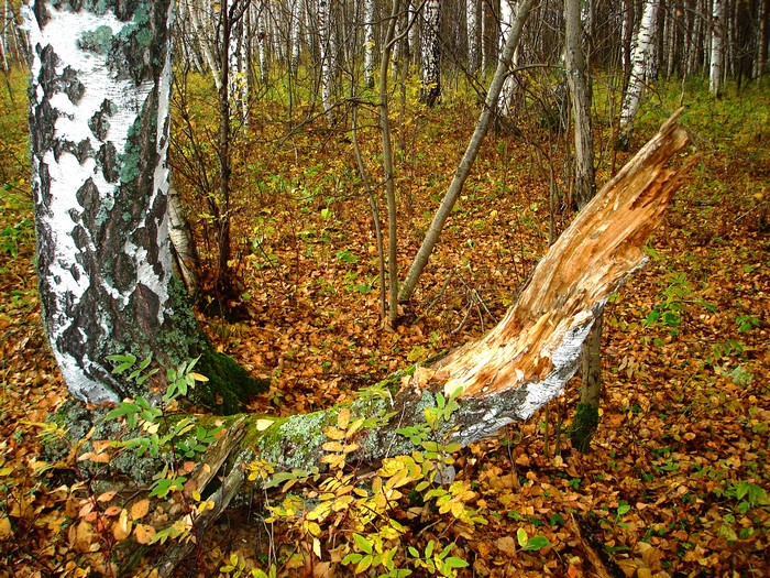 Autumn forest with birch trees and fallen log