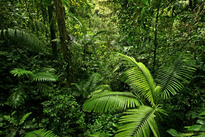 Jungle Tropics Forests Foliage Green
