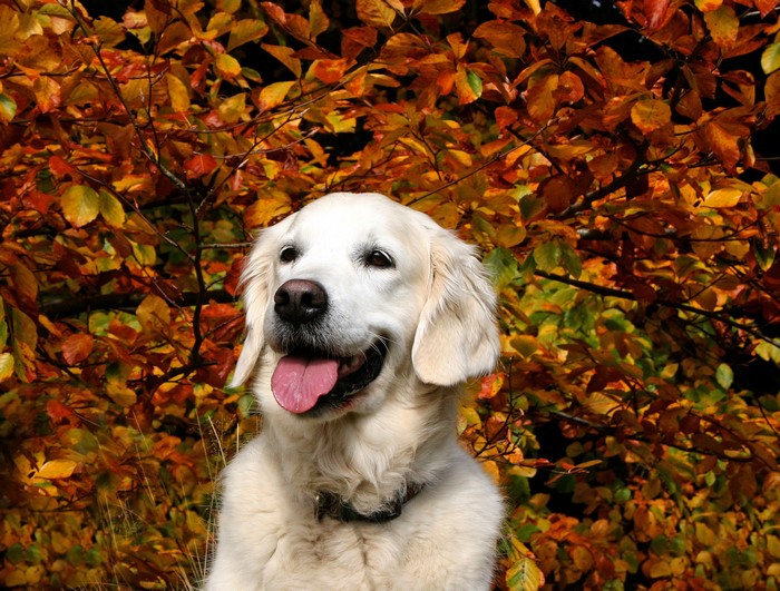 Golden Retriever in Autumn Foliage