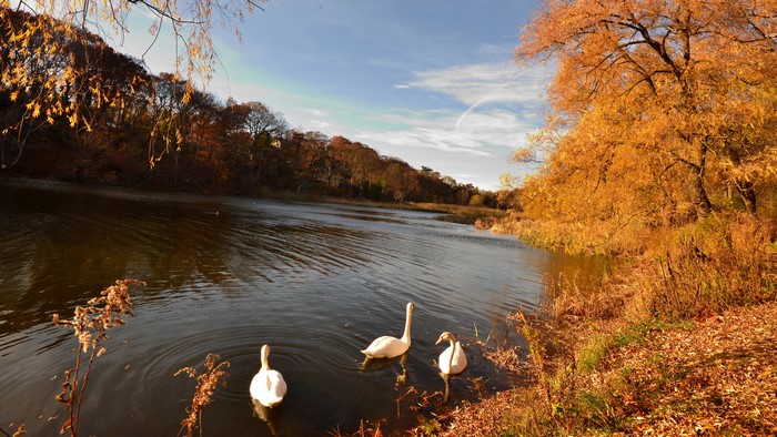 Autumn Pond with Swans and Trees