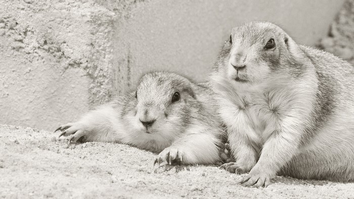 Two prairie dogs resting on sandy ground