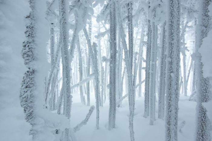 Trees covered in frost and snow in a winter forest