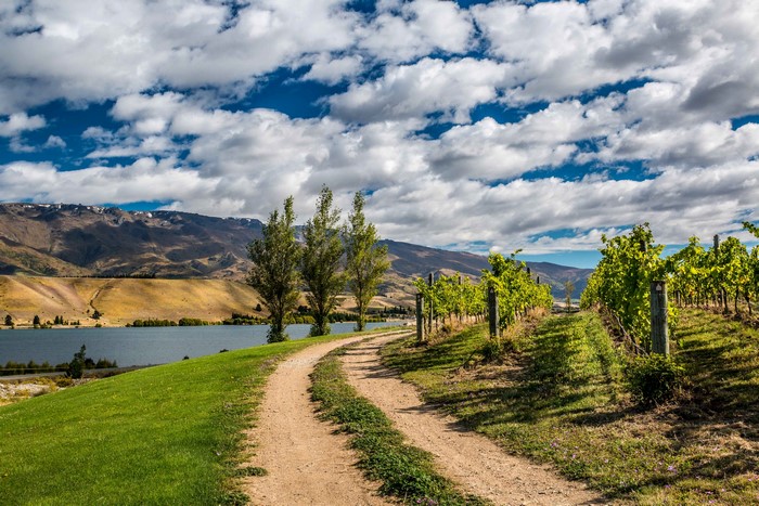 Vineyard overlooking a lake with mountains under a cloudy sky